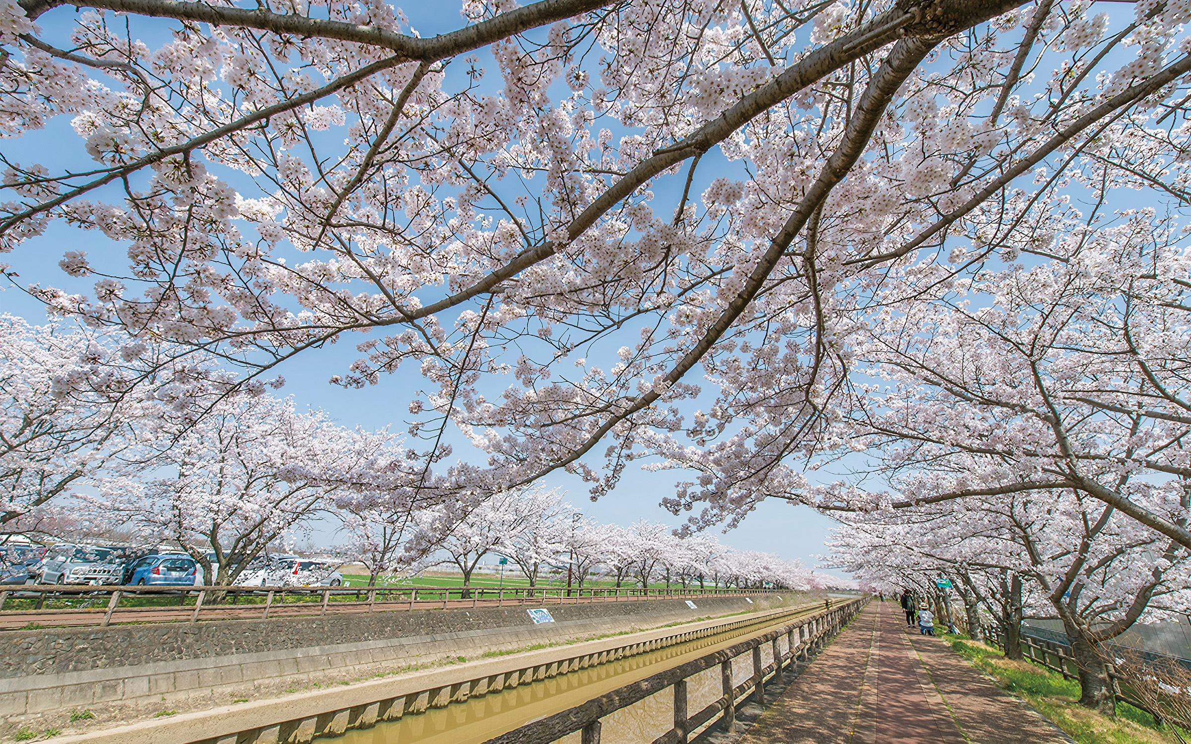 桜ネックレス