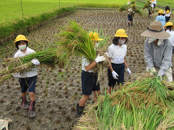 三宅小 刈り取った稲を運ぶ児童の写真
